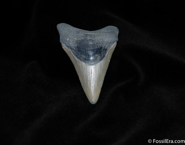 Inch Megalodon Tooth, South Carolina #117